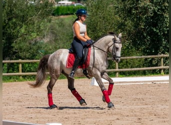 Lusitano, Ruin, 11 Jaar, 148 cm, Schimmel