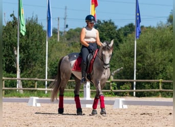 Lusitano, Ruin, 11 Jaar, 148 cm, Schimmel