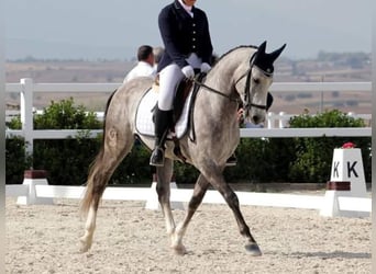 Lusitano, Ruin, 11 Jaar, 148 cm, Schimmel