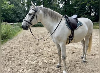 Lusitano, Ruin, 11 Jaar, 153 cm, Schimmel