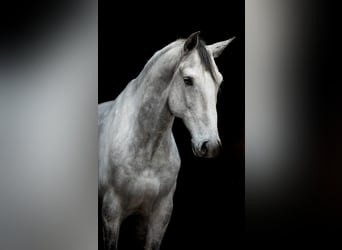 Lusitano, Ruin, 11 Jaar, 156 cm, Schimmel