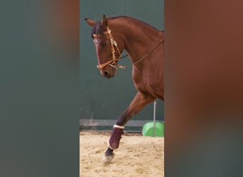 Lusitano, Ruin, 11 Jaar, 161 cm, Bruin