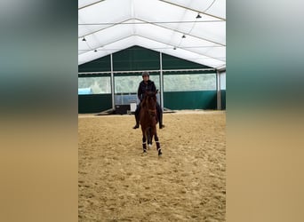 Lusitano, Ruin, 11 Jaar, 161 cm, Bruin