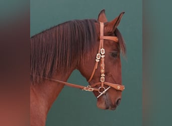 Lusitano, Ruin, 11 Jaar, 161 cm, Bruin
