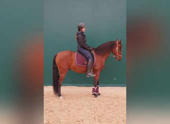 Lusitano, Ruin, 11 Jaar, 161 cm, Bruin