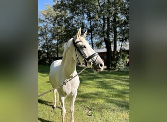 Lusitano, Ruin, 11 Jaar, 162 cm, Schimmel