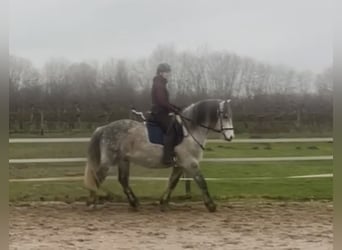 Lusitano Mix, Ruin, 11 Jaar, 164 cm, Appelschimmel