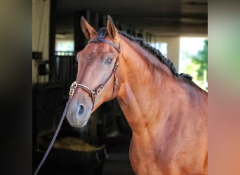 Lusitano, Ruin, 11 Jaar, 165 cm, Bruin
