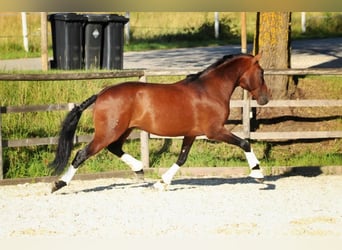Lusitano, Ruin, 11 Jaar, 165 cm, Bruin