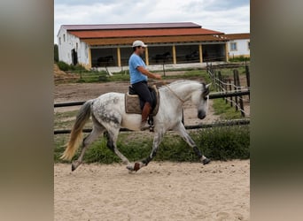 Lusitano, Ruin, 11 Jaar, 165 cm, Schimmel