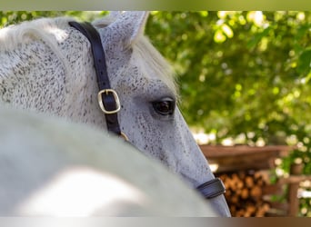 Lusitano, Ruin, 11 Jaar, 166 cm, Vliegenschimmel
