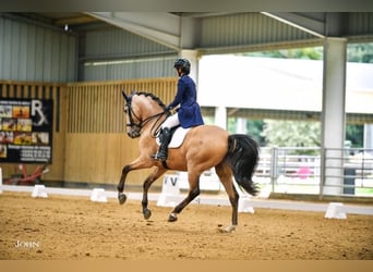 Lusitano, Ruin, 11 Jaar, 168 cm, Falbe