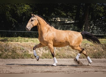 Lusitano, Ruin, 11 Jaar, 168 cm, Falbe
