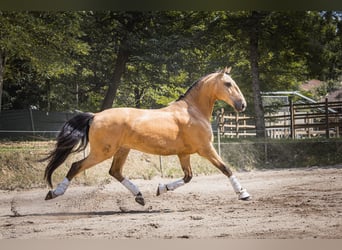 Lusitano, Ruin, 11 Jaar, 168 cm, Falbe