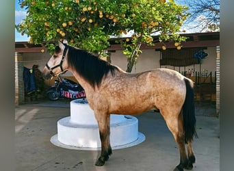 Lusitano Mix, Ruin, 12 Jaar, 152 cm, Falbe