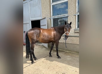 Lusitano, Ruin, 12 Jaar, 154 cm, Donkerbruin