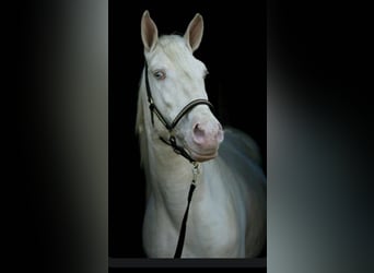 Lusitano, Ruin, 12 Jaar, 157 cm, Cremello