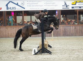 Lusitano, Ruin, 12 Jaar, 158 cm, Donkerbruin