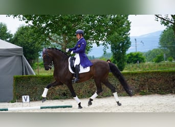 Lusitano, Ruin, 12 Jaar, 161 cm, Zwart