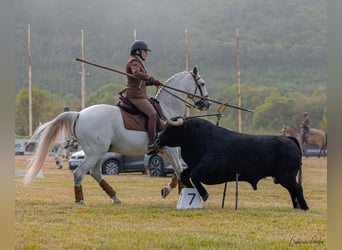 Lusitano, Ruin, 12 Jaar, 163 cm, Vliegenschimmel