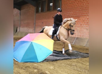 Lusitano Mix, Ruin, 13 Jaar, 150 cm, Palomino