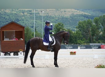 Lusitano, Ruin, 13 Jaar, 161 cm, Zwart