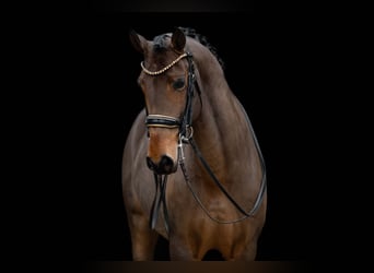 Lusitano, Ruin, 13 Jaar, 163 cm, Donkerbruin