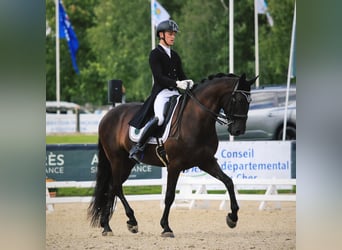 Lusitano, Ruin, 13 Jaar, 163 cm