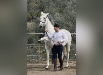 Lusitano, Ruin, 13 Jaar, 164 cm, Vliegenschimmel