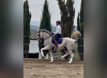 Lusitano, Ruin, 13 Jaar, 164 cm, Vliegenschimmel