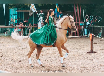 Lusitano Mix, Ruin, 13 Jaar, 170 cm, Palomino
