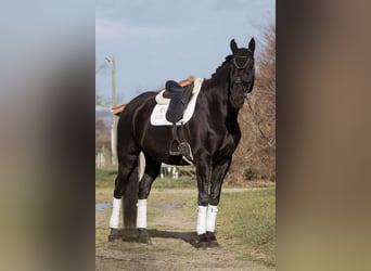 Lusitano, Ruin, 13 Jaar, 176 cm, Zwart