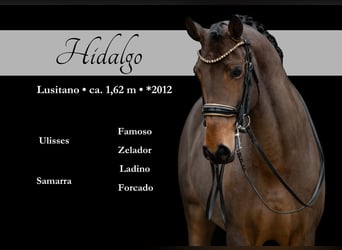 Lusitano, Ruin, 14 Jaar, 163 cm, Donkerbruin