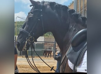 Lusitano, Ruin, 14 Jaar, 165 cm, Zwart