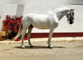 Lusitano, Ruin, 14 Jaar, 166 cm, Schimmel