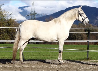 Lusitano, Ruin, 15 Jaar, 155 cm, Schimmel Lusitano, Ruin, 15 Jaar, 155 cm, Schimmel