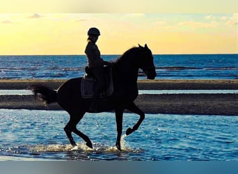 Lusitano, Ruin, 15 Jaar, 159 cm, Zwart