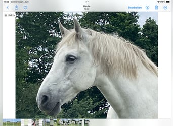 Lusitano, Ruin, 15 Jaar, 160 cm, Schimmel