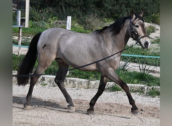 Lusitano Mix, Ruin, 15 Jaar, 169 cm, Falbe