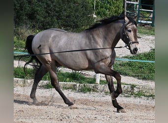 Lusitano Mix, Ruin, 15 Jaar, 169 cm, Falbe