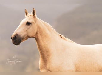 Lusitano, Ruin, 16 Jaar, 156 cm, Palomino