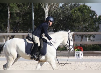 Lusitano, Ruin, 16 Jaar, 157 cm, Schimmel