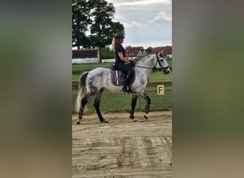 Lusitano, Ruin, 20 Jaar, 165 cm, Appelschimmel