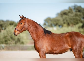 Lusitano, Ruin, 2 Jaar, Bruin