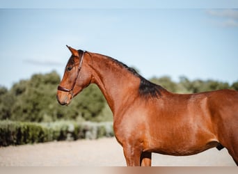 Lusitano, Ruin, 2 Jaar