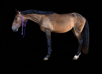 Lusitano, Ruin, 3 Jaar, 145 cm, Buckskin