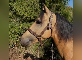Lusitano, Ruin, 3 Jaar, 149 cm, Buckskin