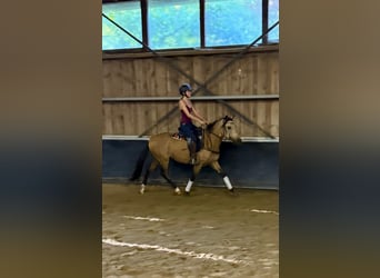 Lusitano, Ruin, 3 Jaar, 149 cm, Lichtbruin