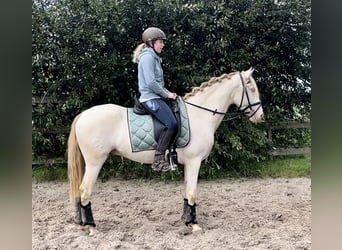 Lusitano, Ruin, 3 Jaar, 154 cm, Cremello