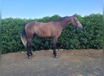 Lusitano Mix, Ruin, 3 Jaar, 157 cm, Schimmel